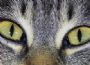In den Augen der meisten Tiere sieht die Welt ganz anders aus, als wir sie kennen.